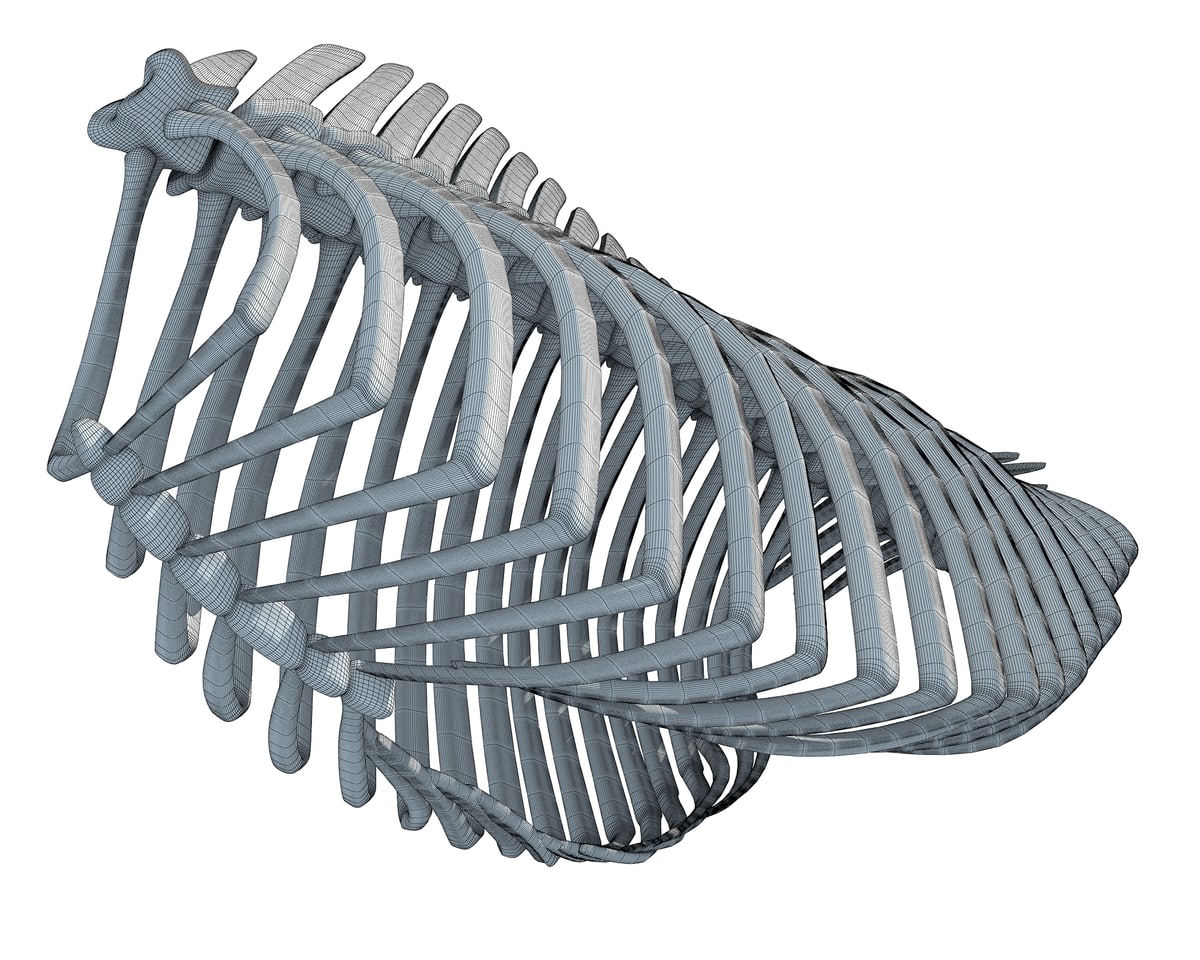 Animal Rib Cage