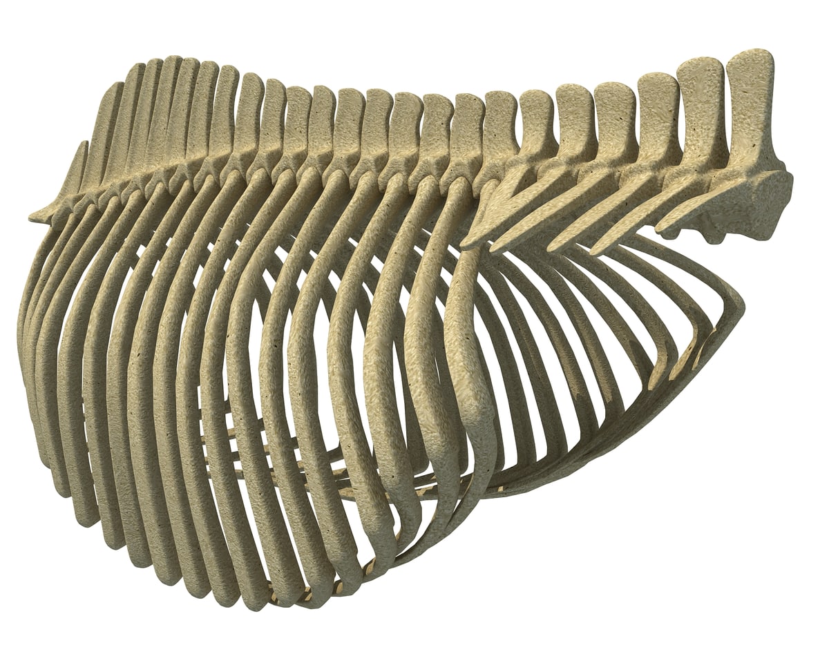 Primate Rib Cae Gorilla Rib Cage 3D Model – 3D Horse