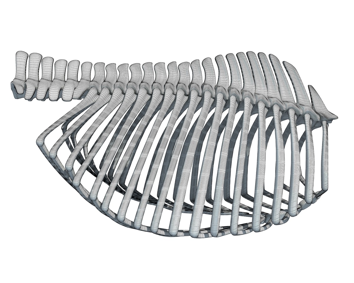 Gorilla Ribs Gorilla Rib Cage 3D Model – 3D Horse