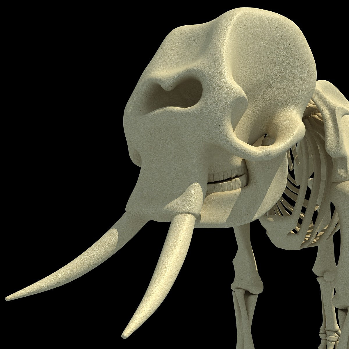 Elephant Skeleton 3D Model
