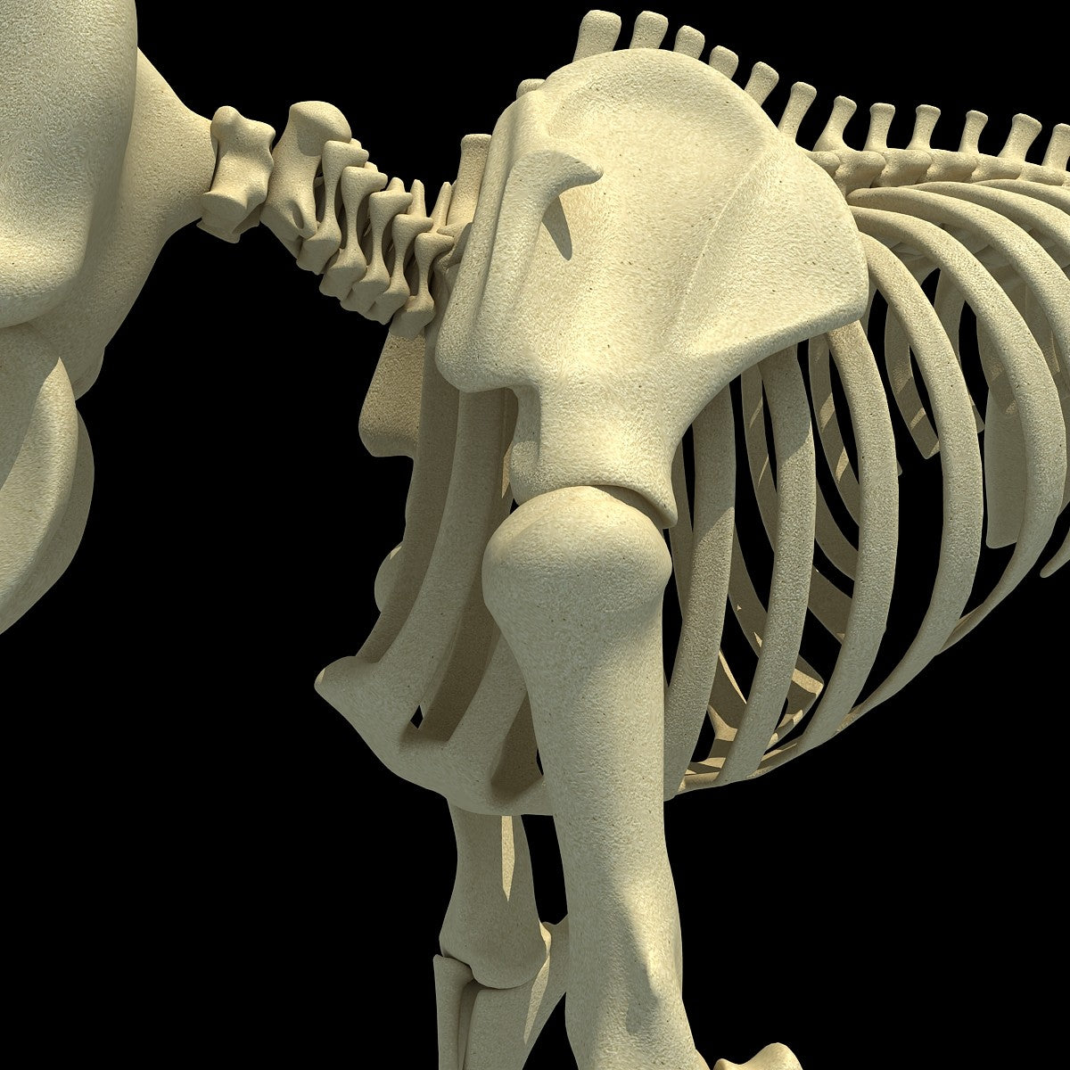 Elephant Skeleton 3D Model