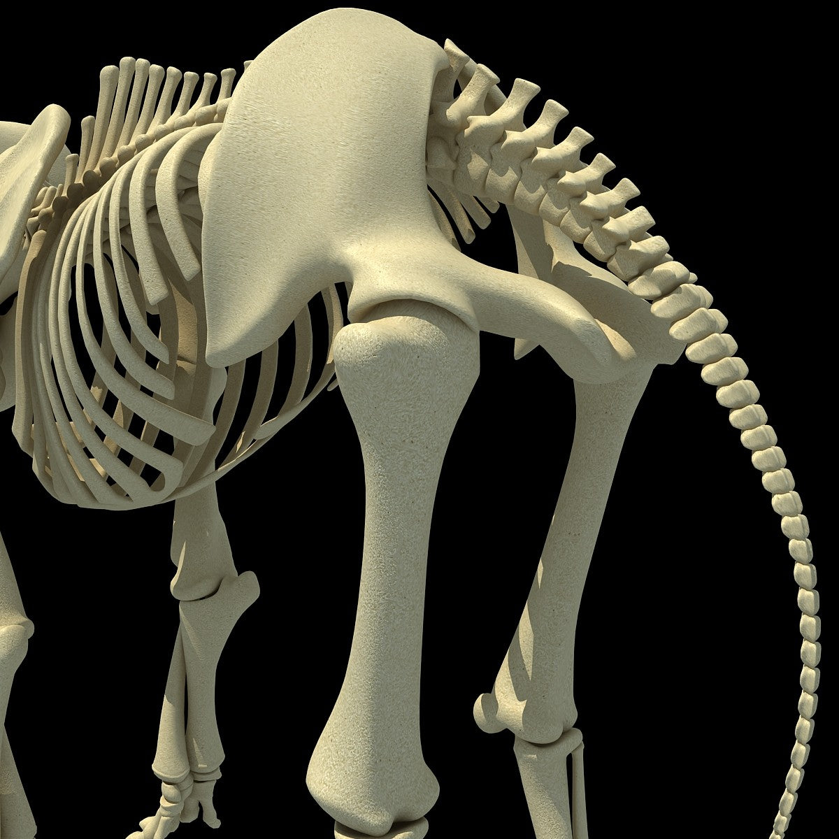 Asian Elephant Skeleton - Animal Skeletons