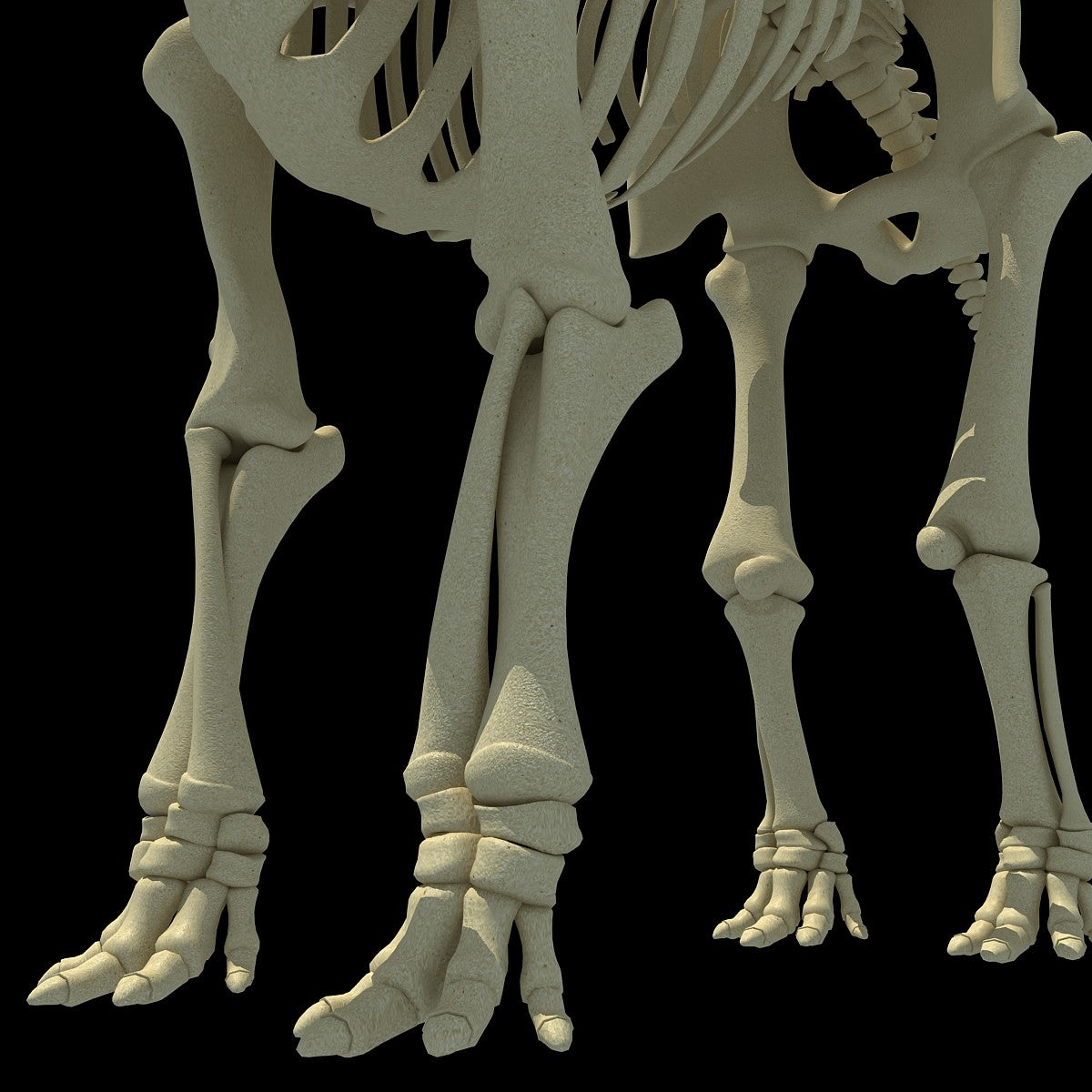 Elephant Skeleton 3D Model