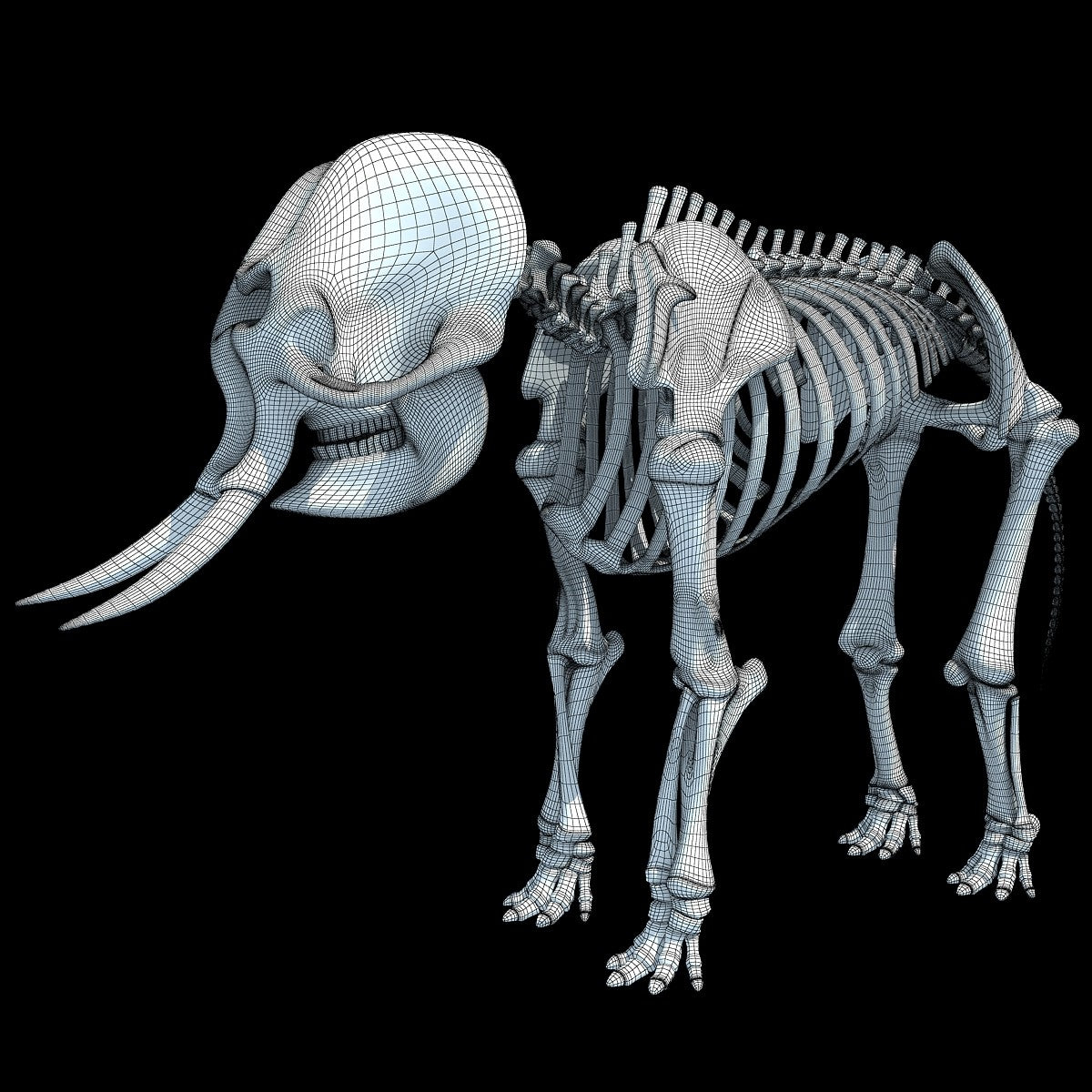 Animal Skeletons 3D Models