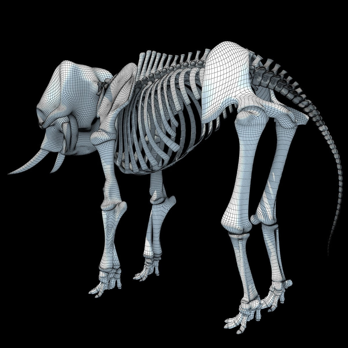 Animal Skeletons 3D Models