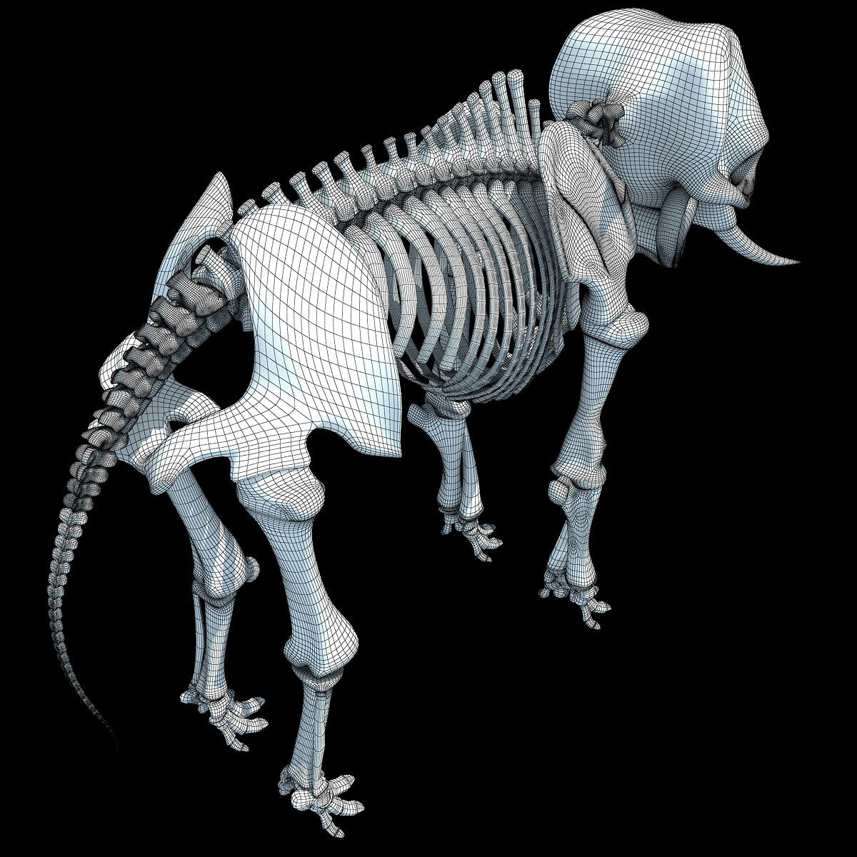 Animal Skeletons 3D Models