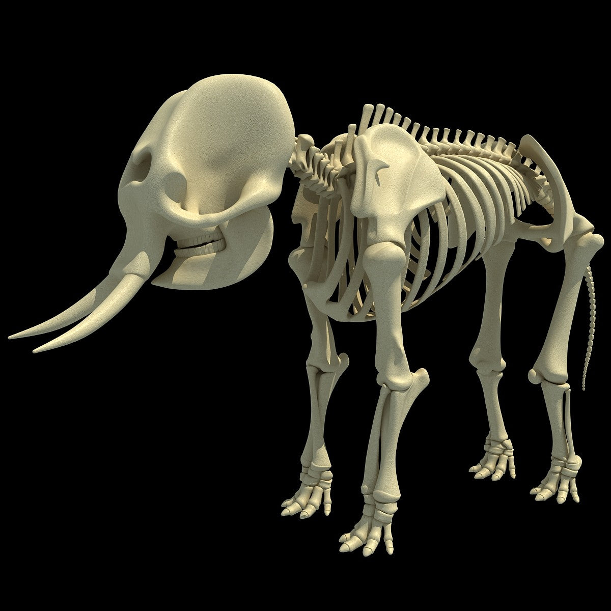 Elephant Skeleton 3D Model