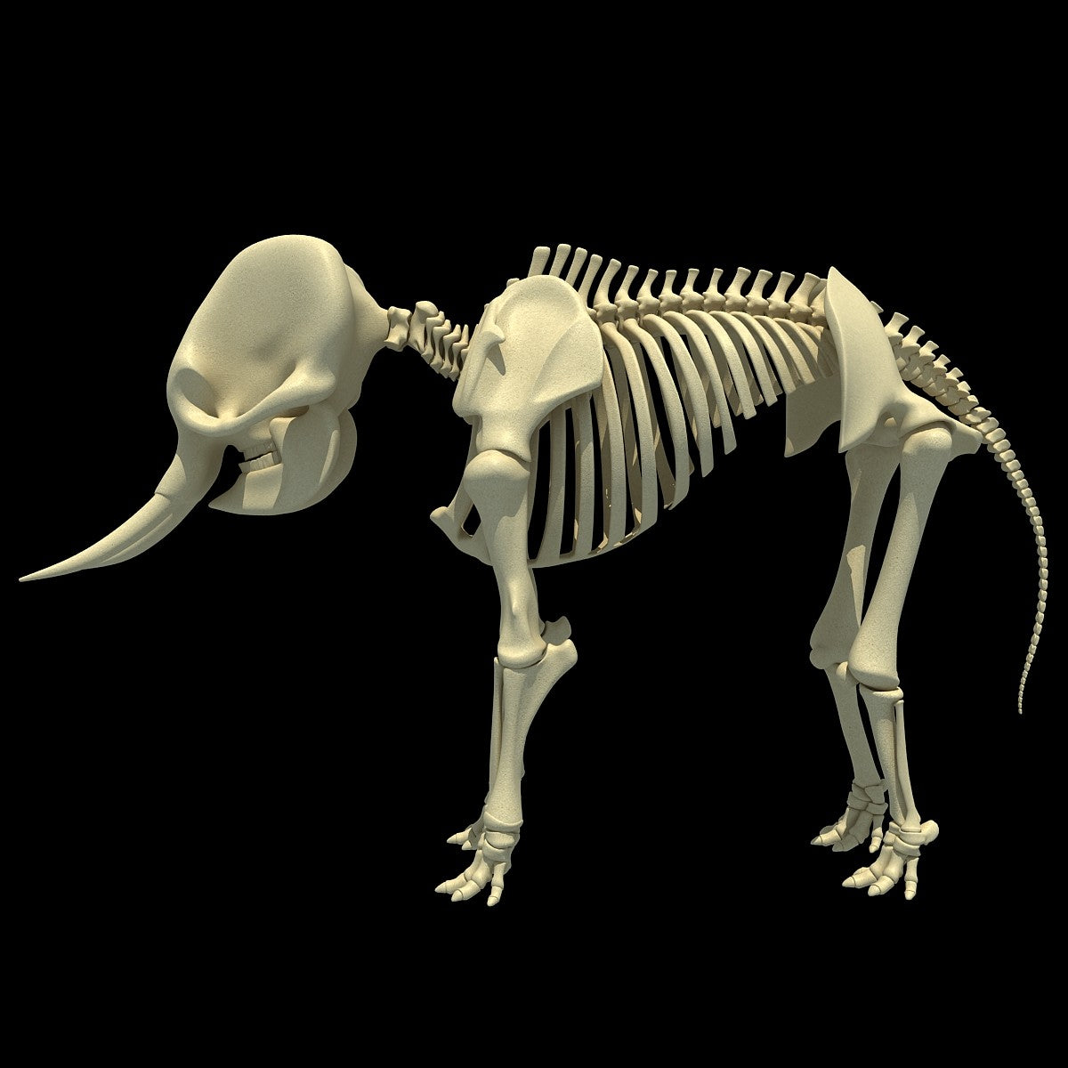 Elephant Skeleton 3D Model