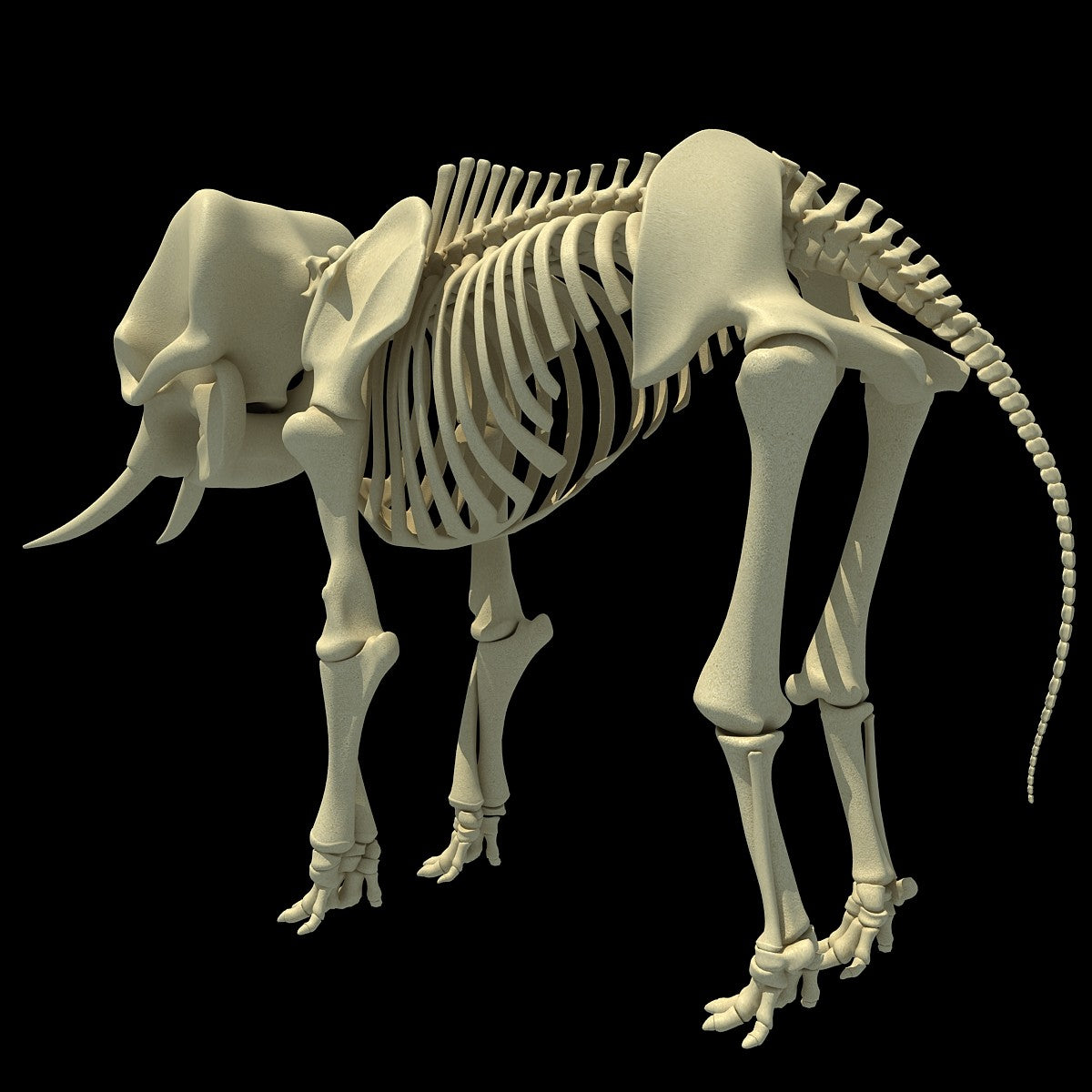 Elephant Skeleton 3D Model