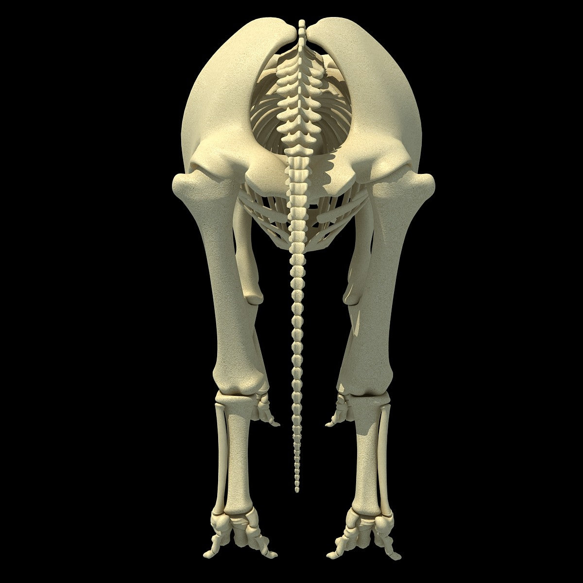 Elephant Skeleton 3D Model