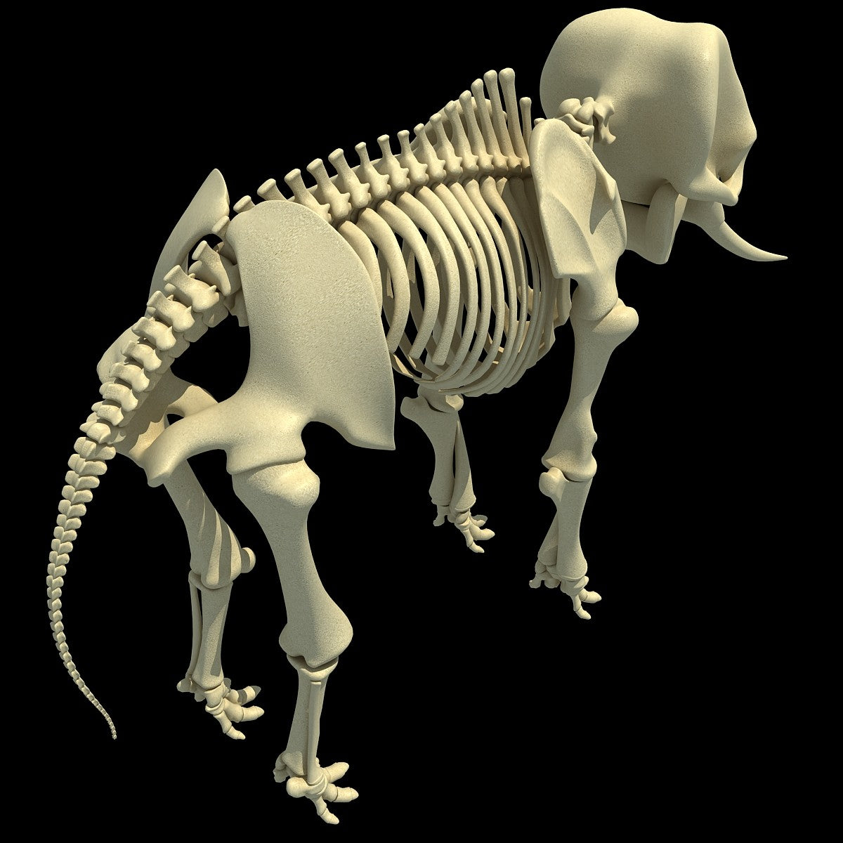 Elephant Skeleton 3D Model