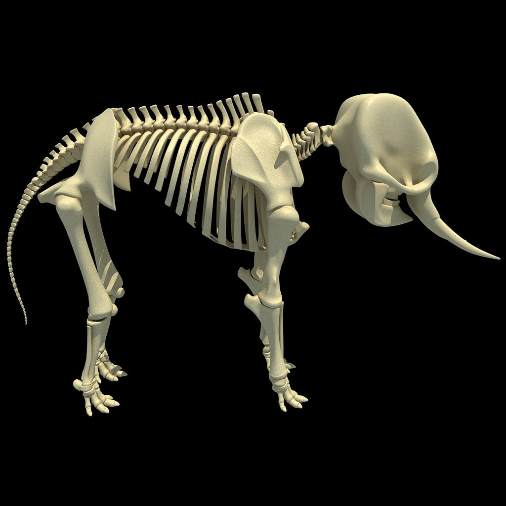 Asian Elephant Skeleton - Animal Skeletons