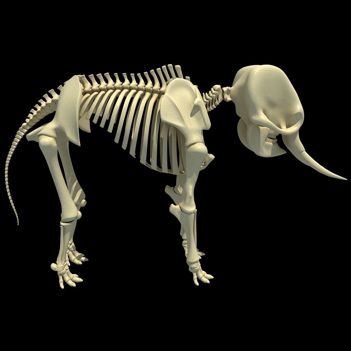 Elephant Skeleton 3D Model