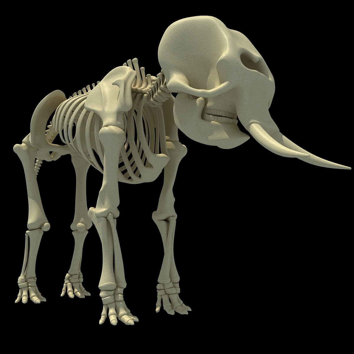 Elephant Skeleton 3D Model