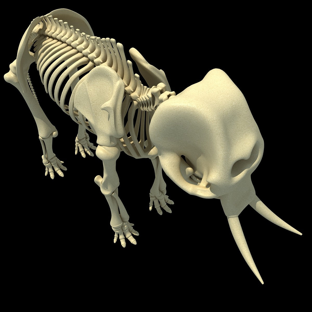 Elephant Skeleton 3D Model