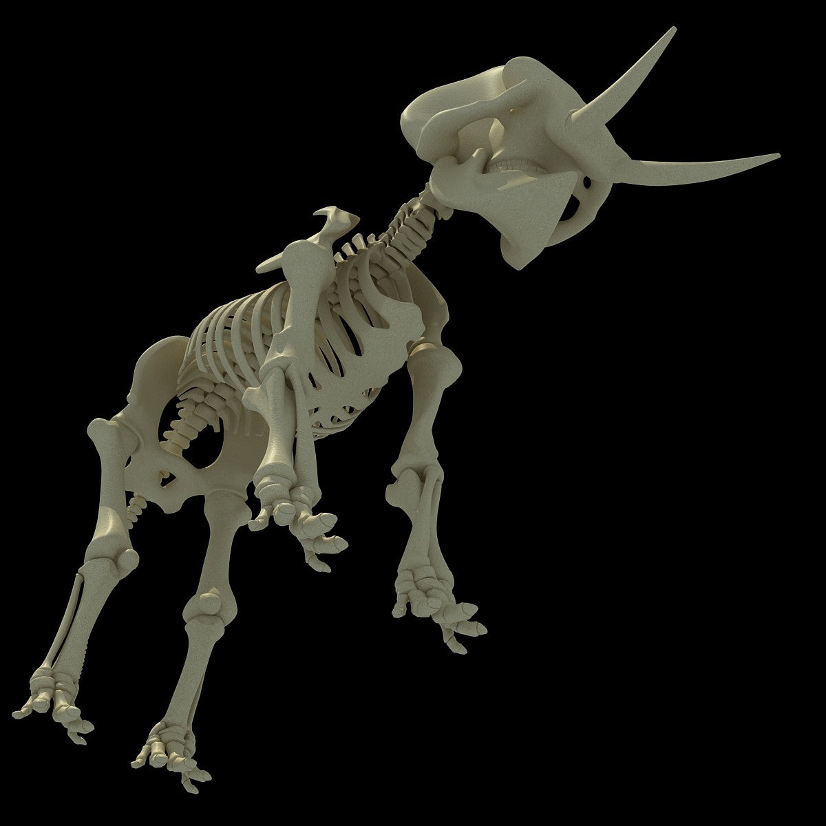 Elephant Skeleton 3D Model