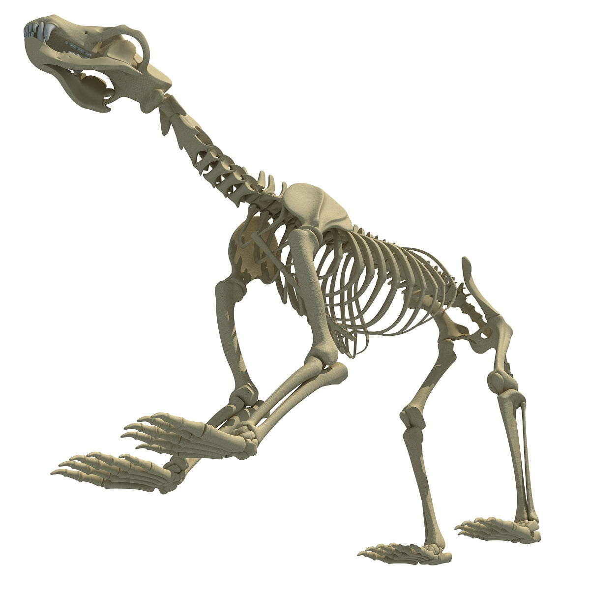 Bear Skeleton 3D Model