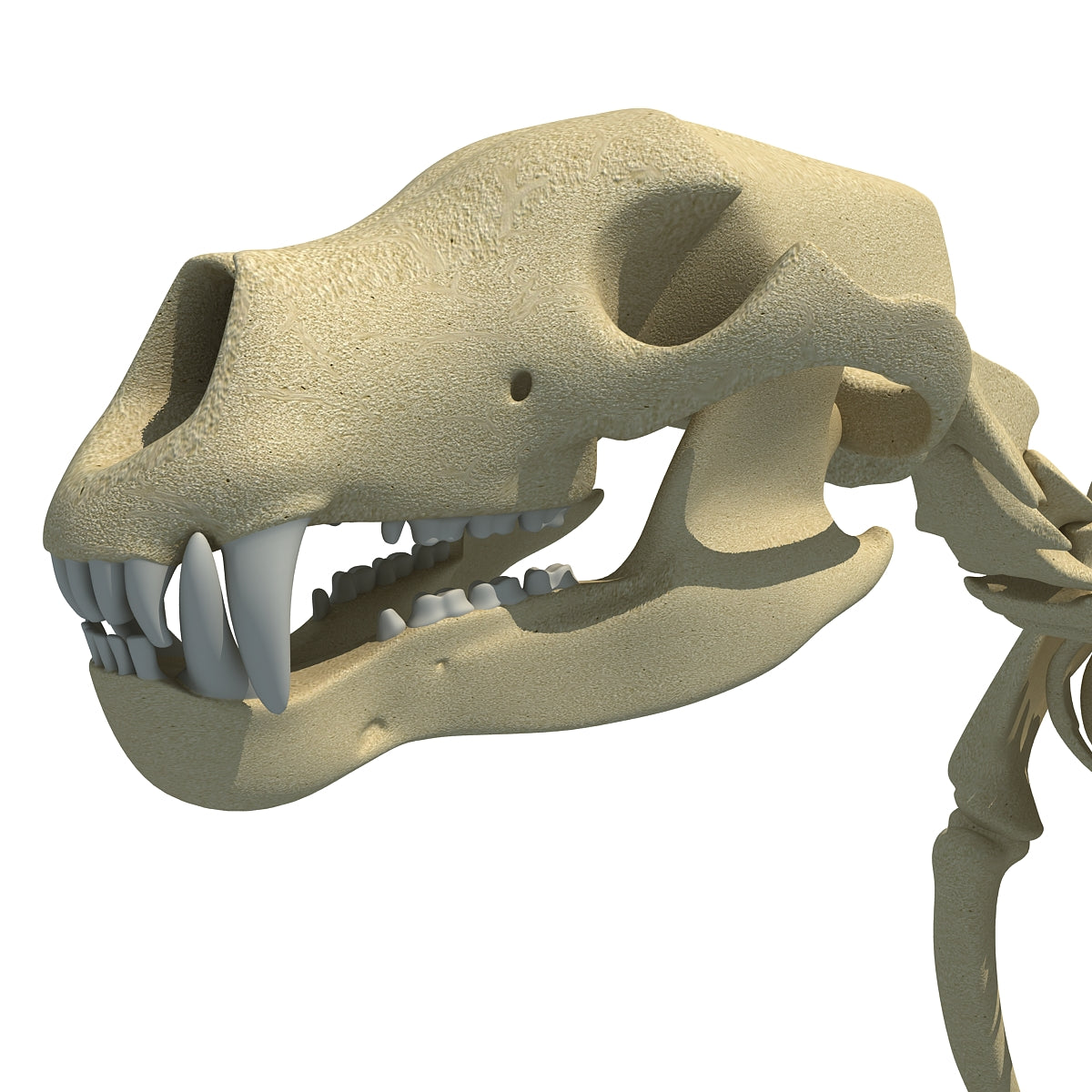 Bear Skeleton