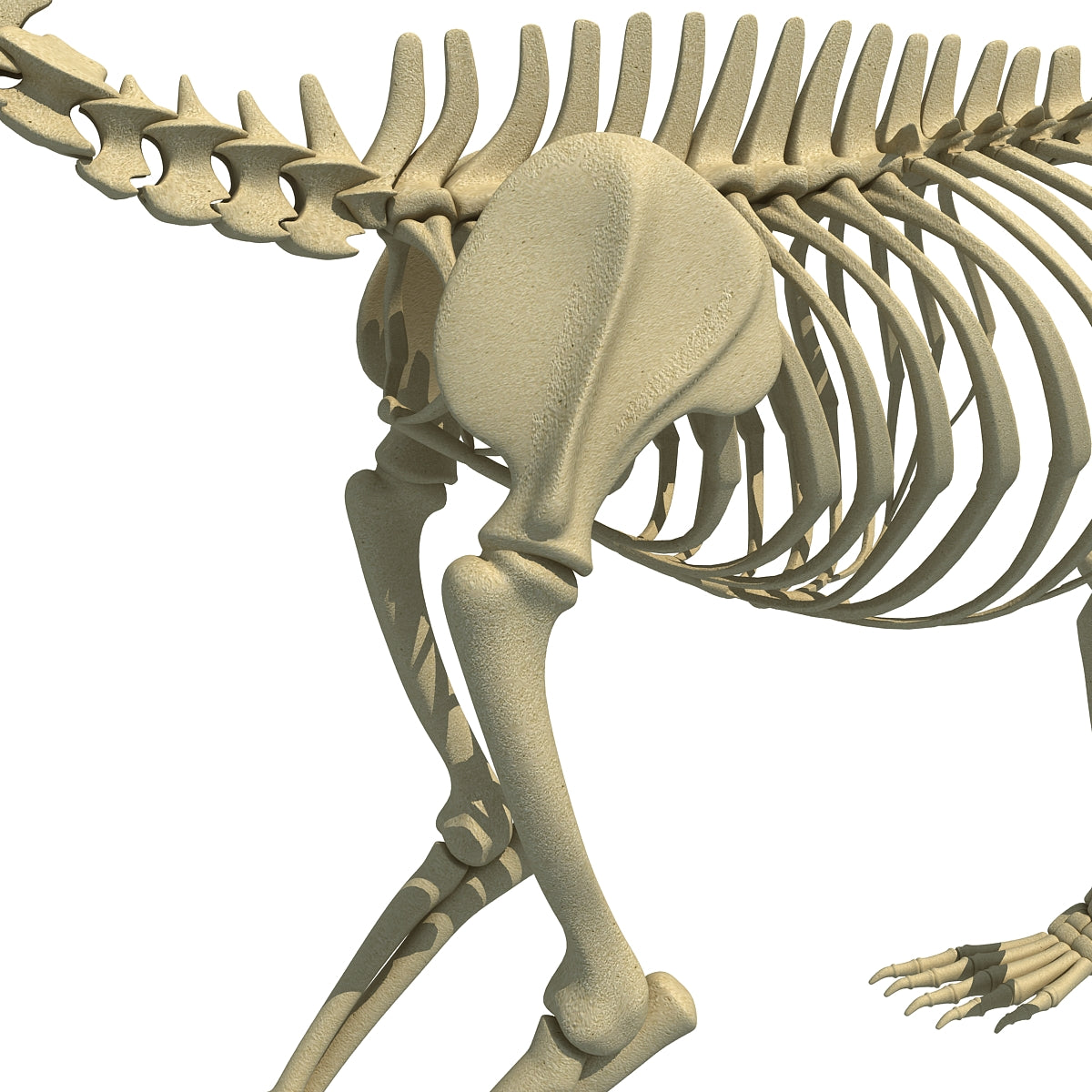 Bear Skeleton