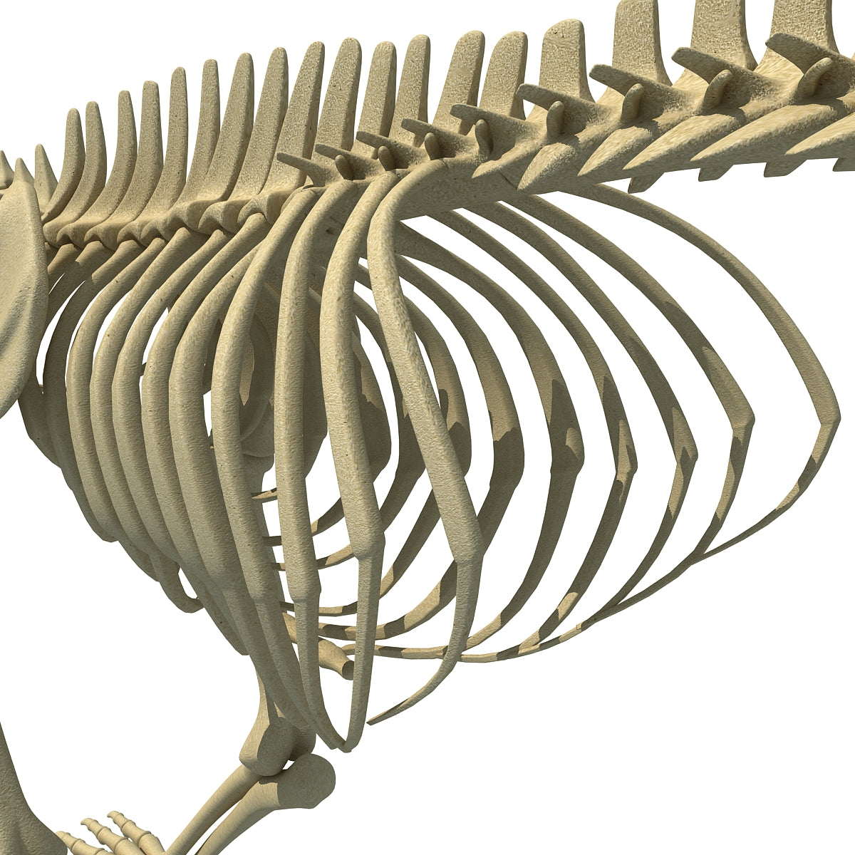 Bear Skeleton