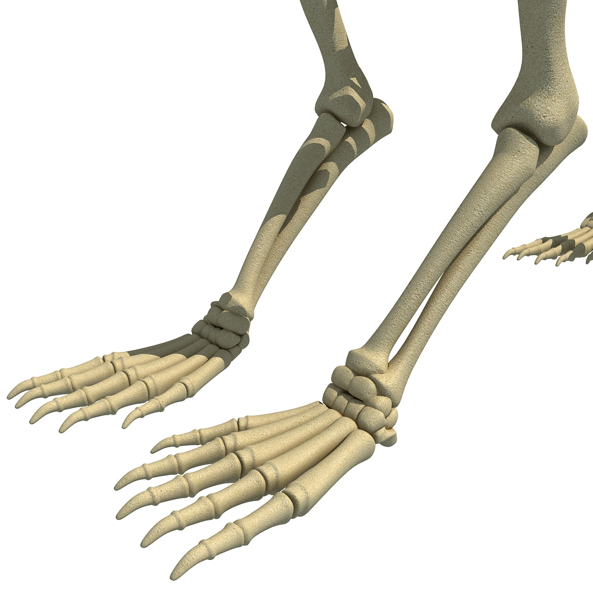 Bear Skeleton