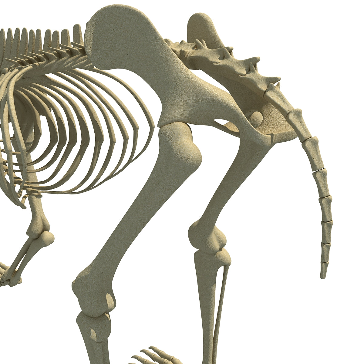 Bear Skeleton