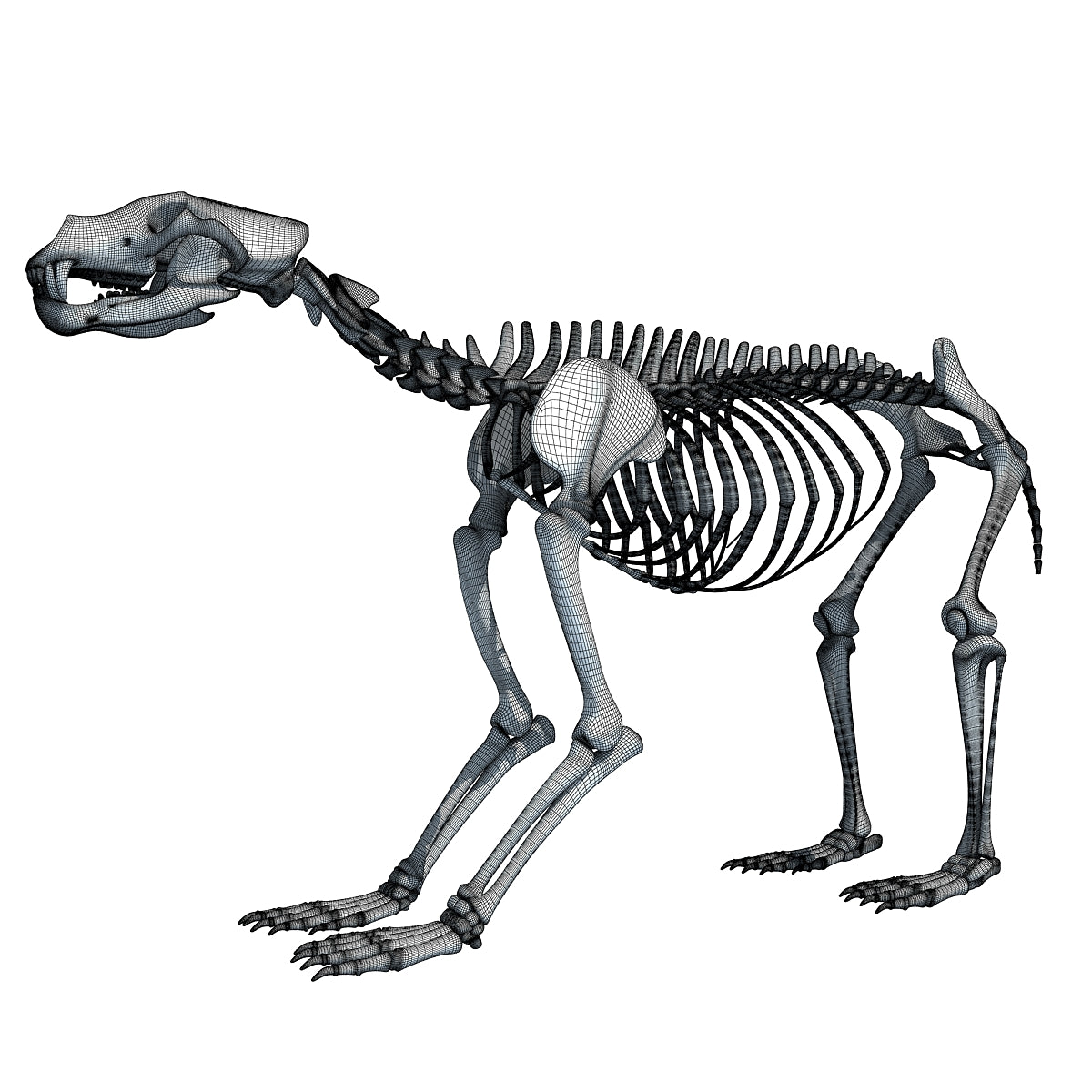 Bear Skeleton 3D Model