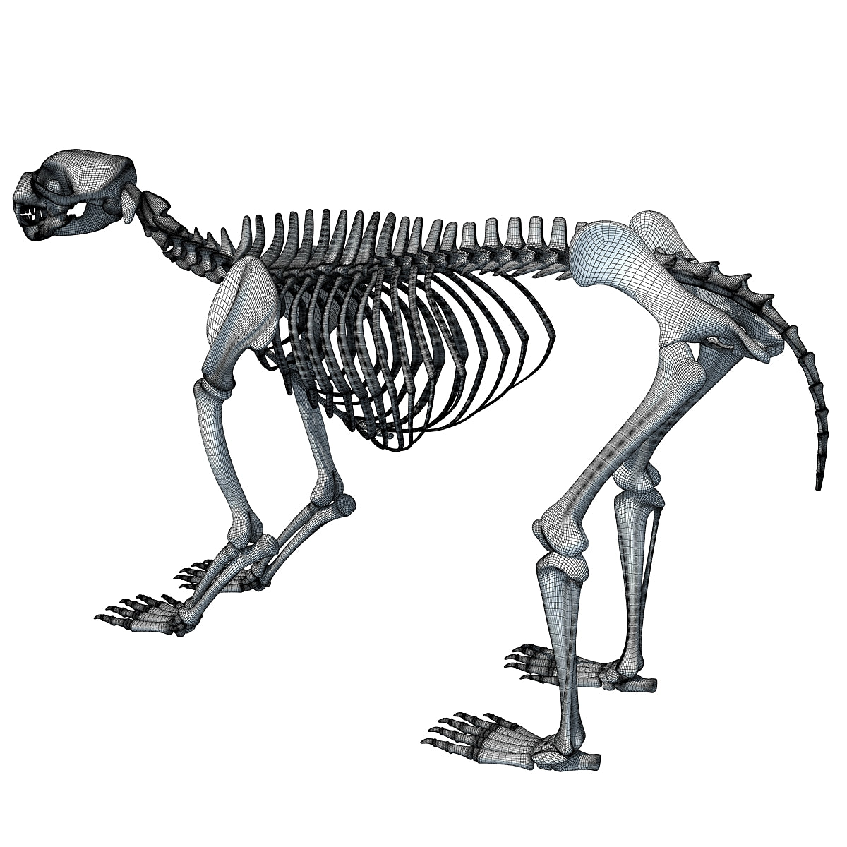 Bear Skeleton 3D Model