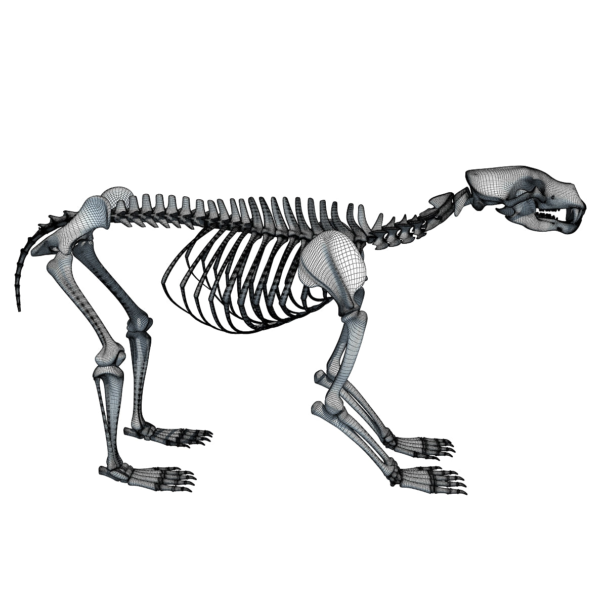 Bear Skeleton 3D Model