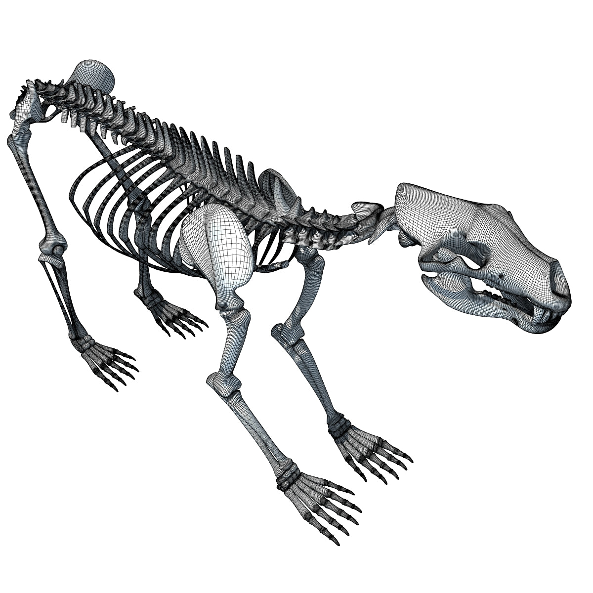 Bear Skeleton 3D Model