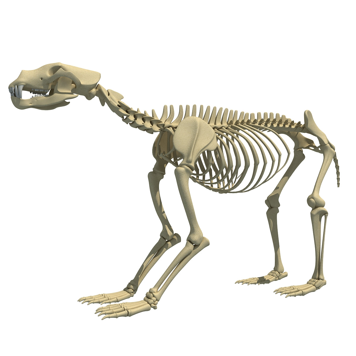 Bear Skeleton 3D Model