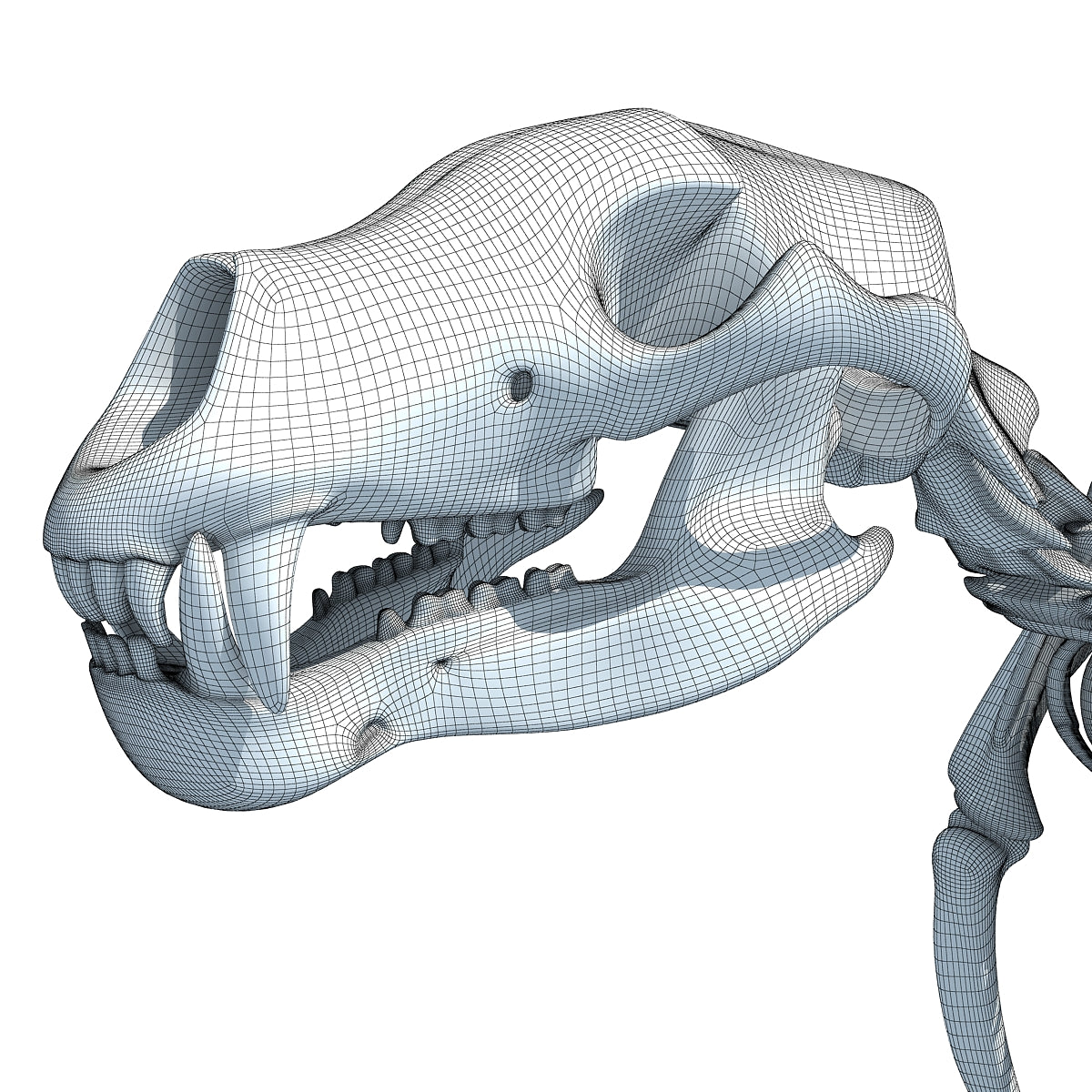 Bear Skeleton 3D Model