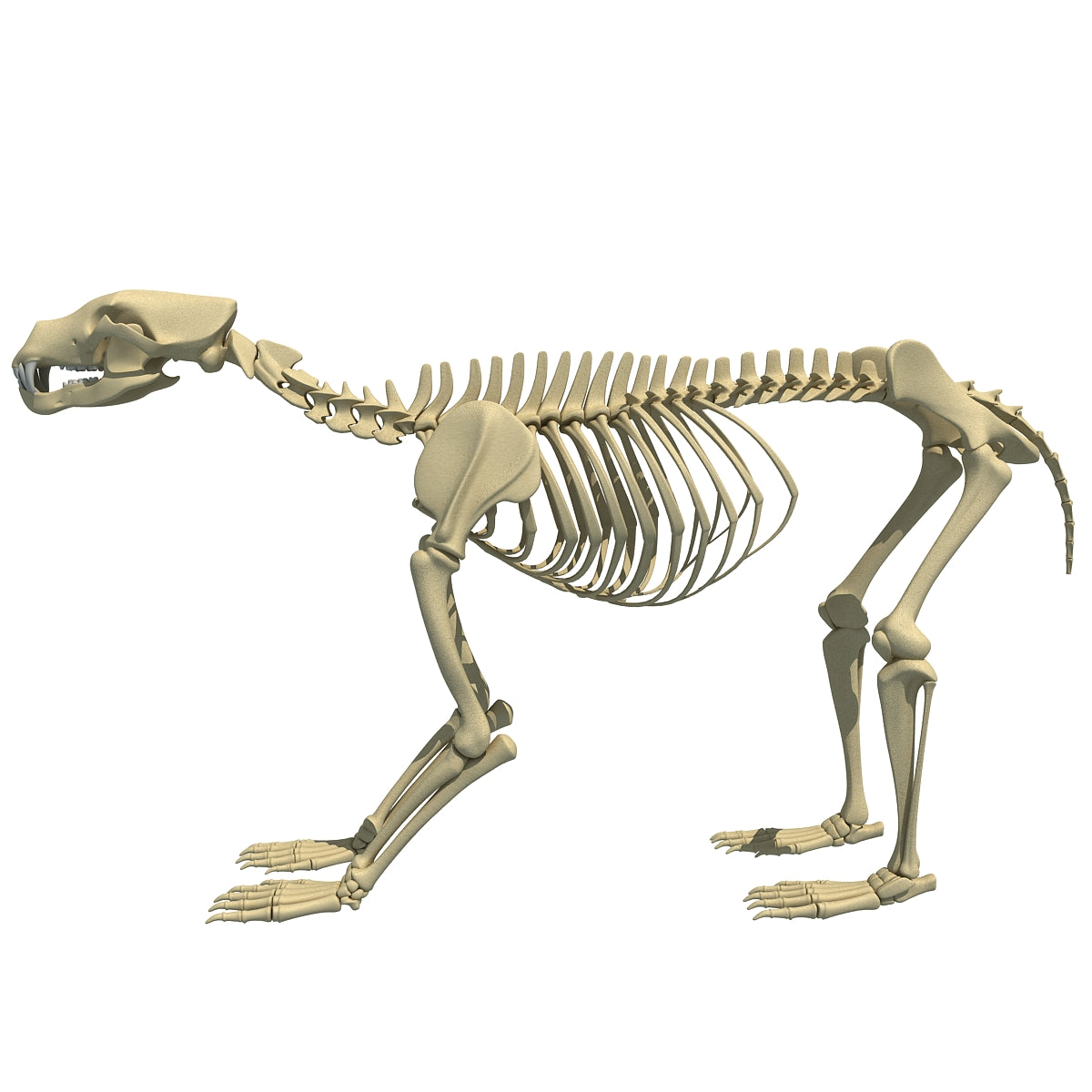 Bear Skeleton 3D Model