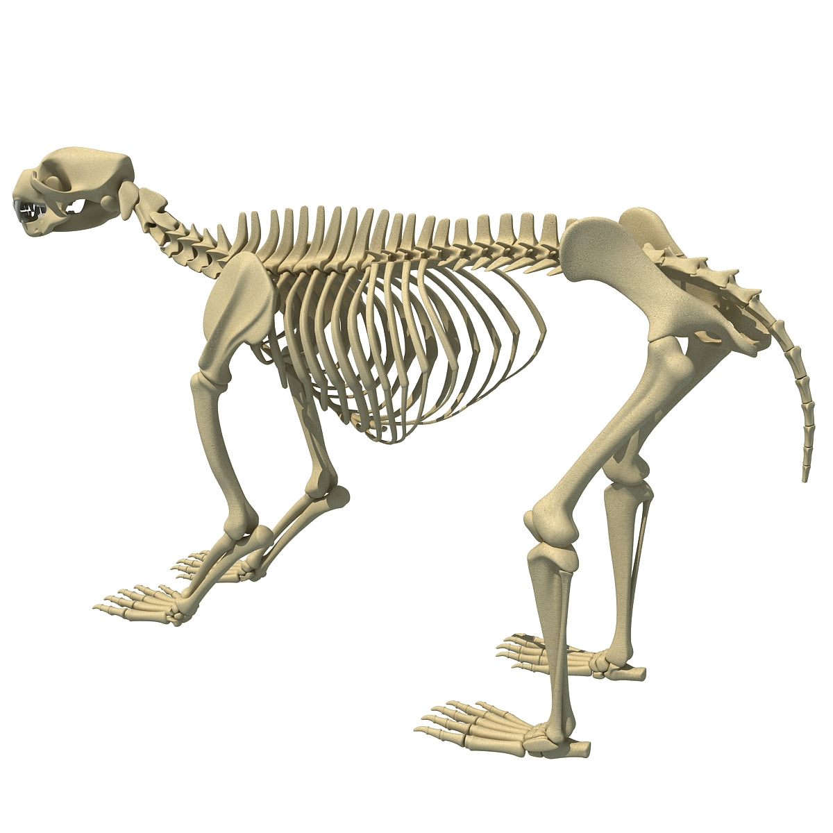 Bear Skeleton 3D Model