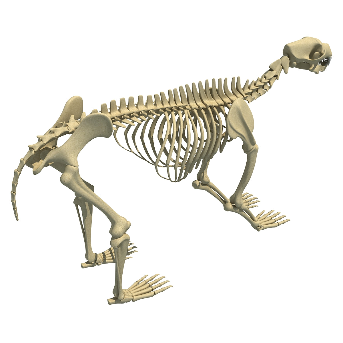 Bear Skeleton 3D Model