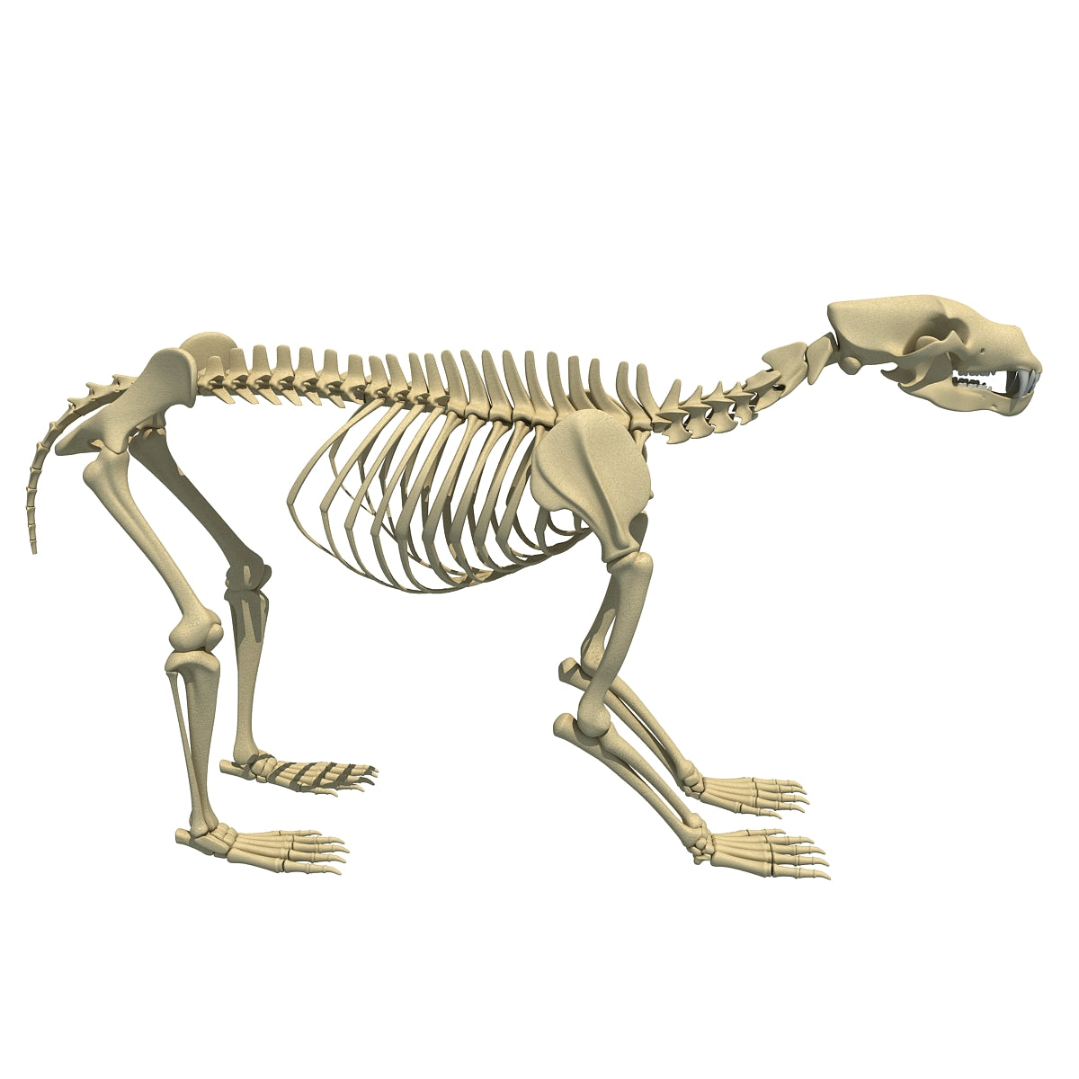 Bear Skeleton 3D Model