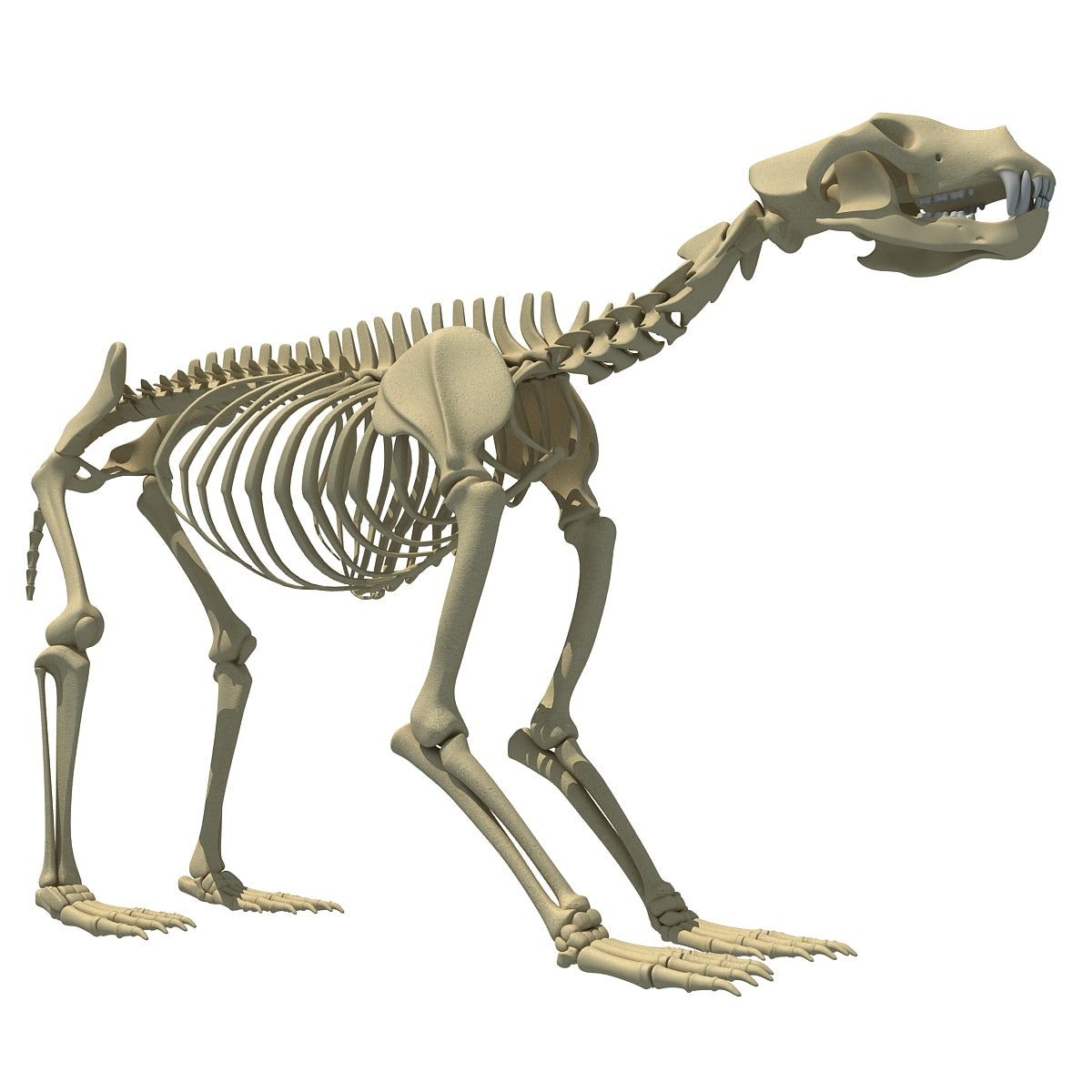 Bear Skeleton 3D Model