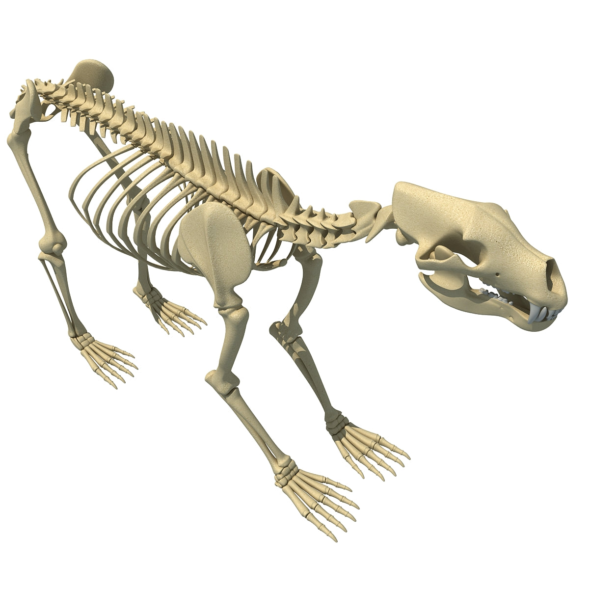 Bear Skeleton 3D Model