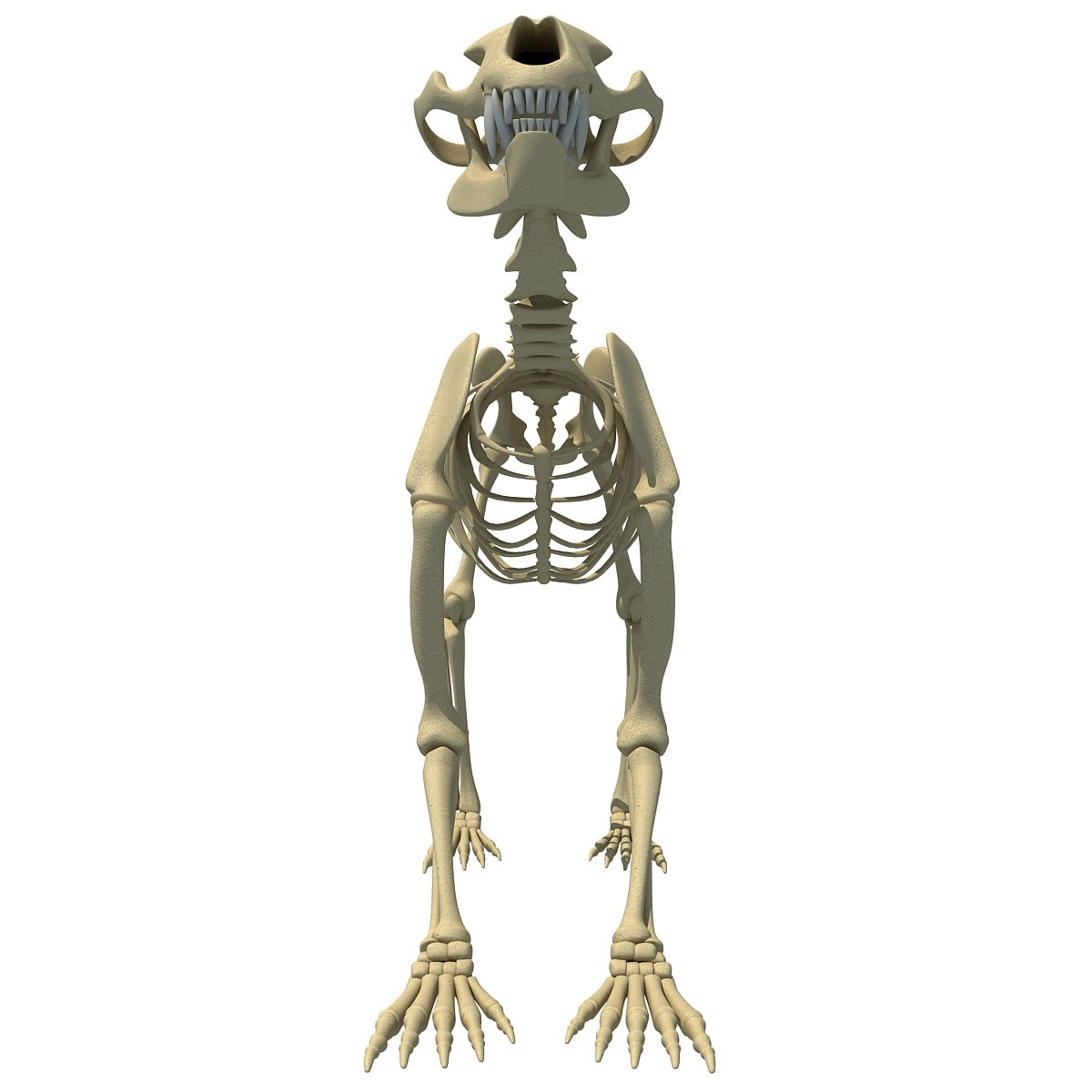 Bear Skeleton 3D Model