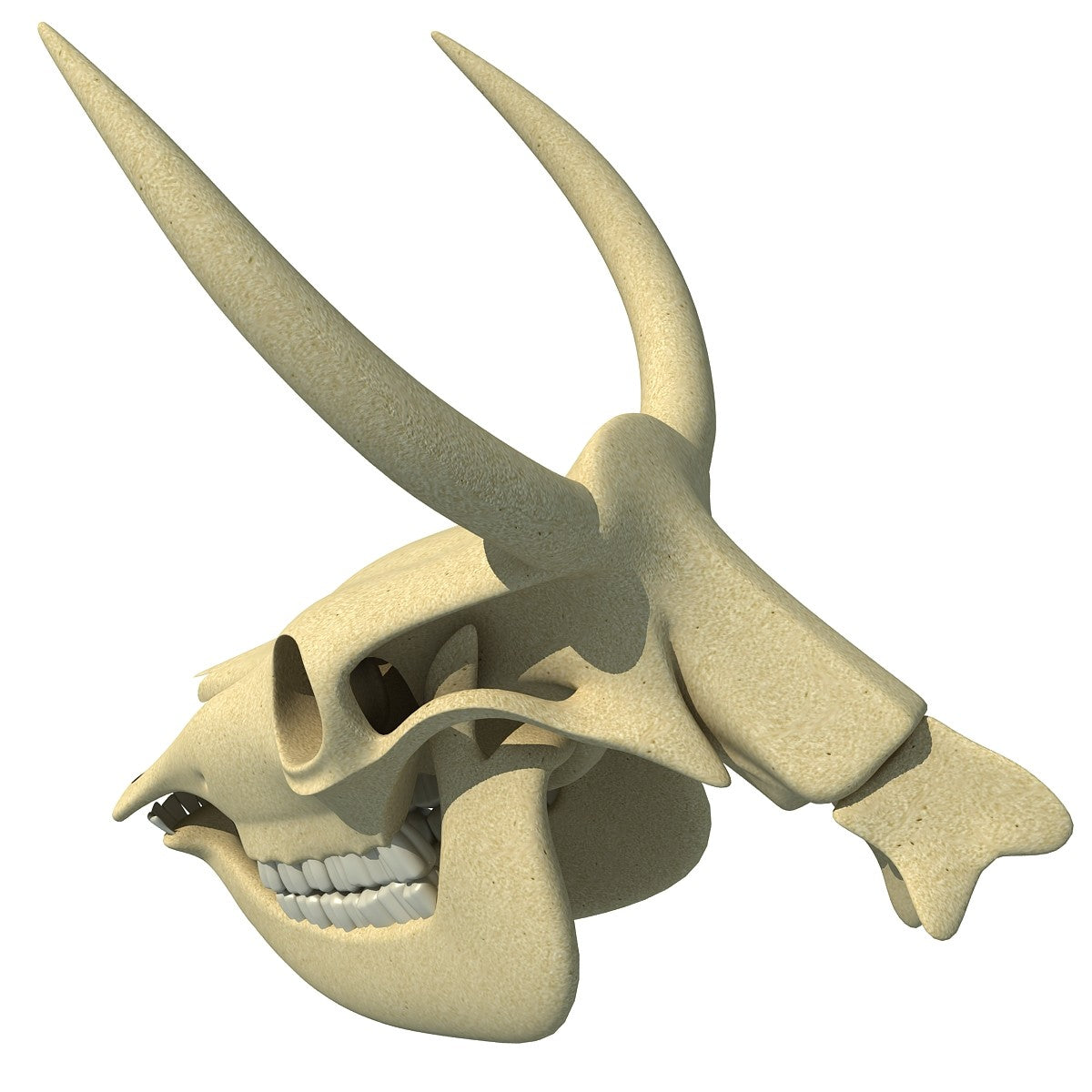 Cow Skull