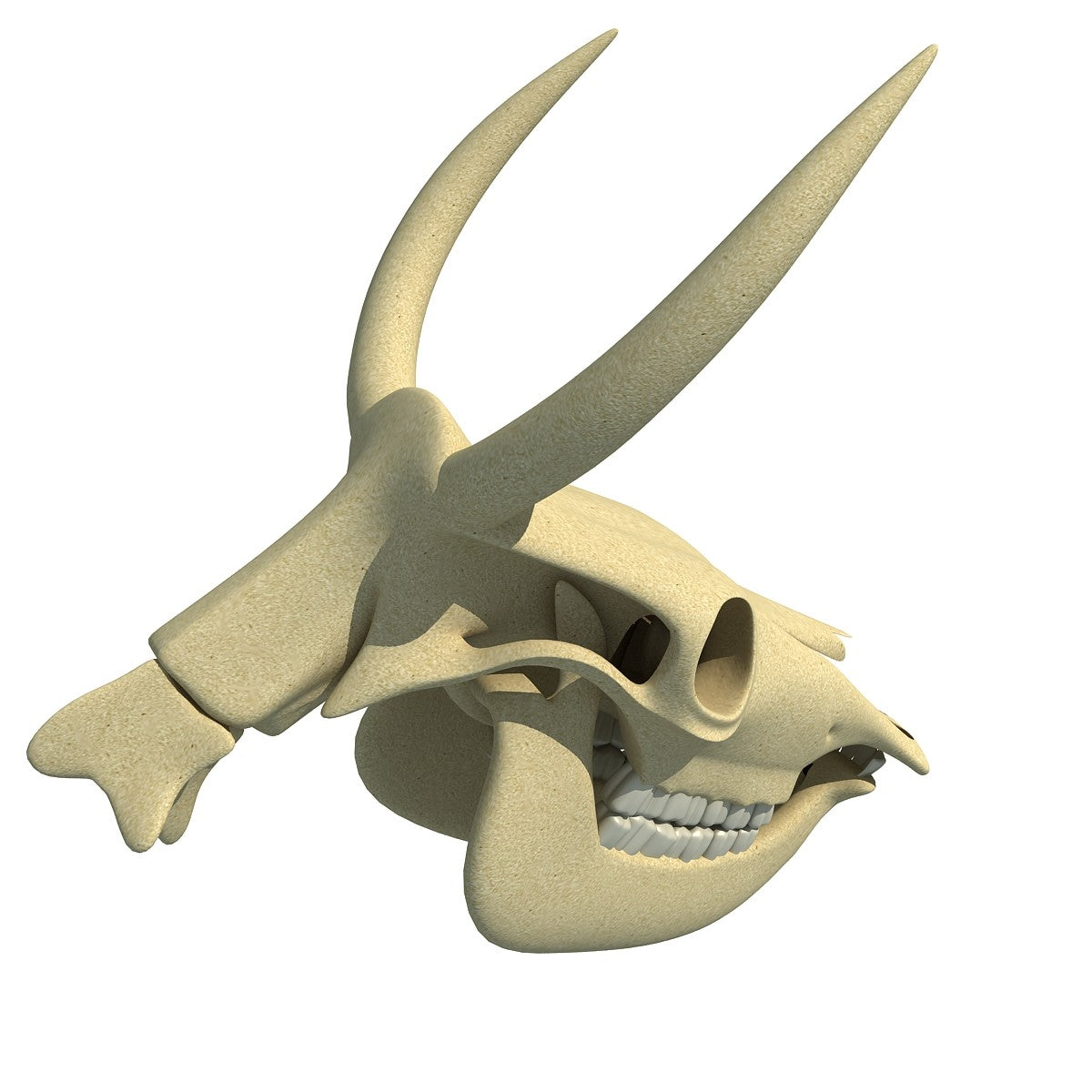 Cow Skull