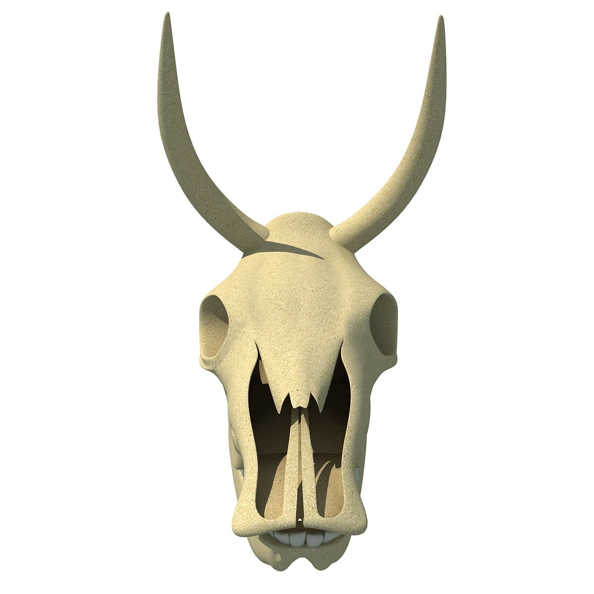 Cow Skull