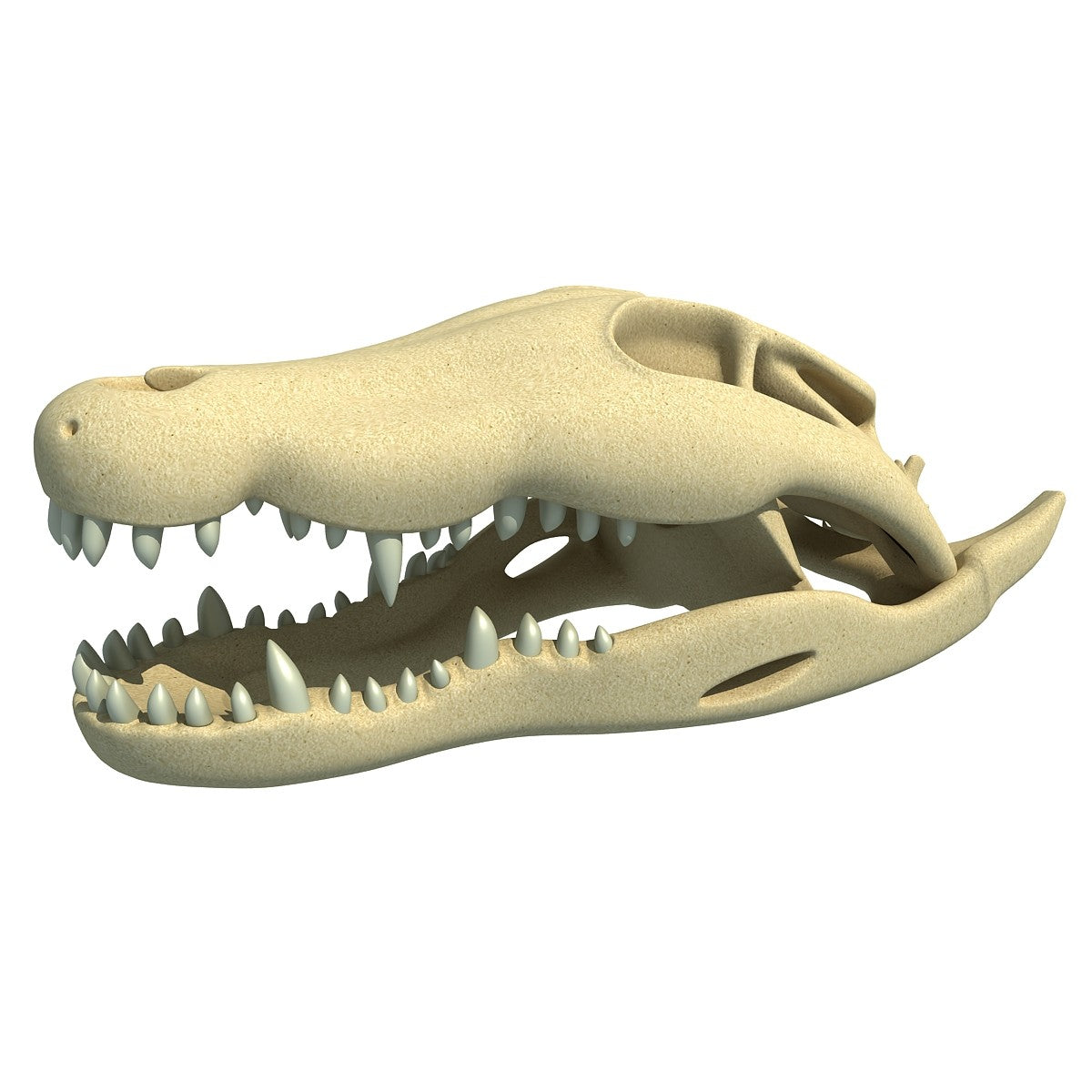 Crocodile Skull