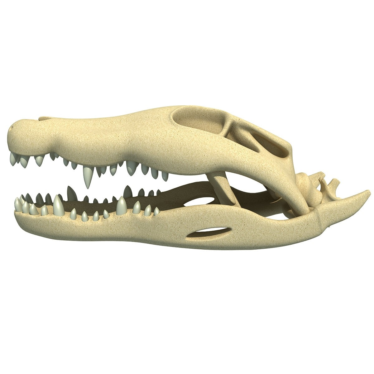 Crocodile Skull
