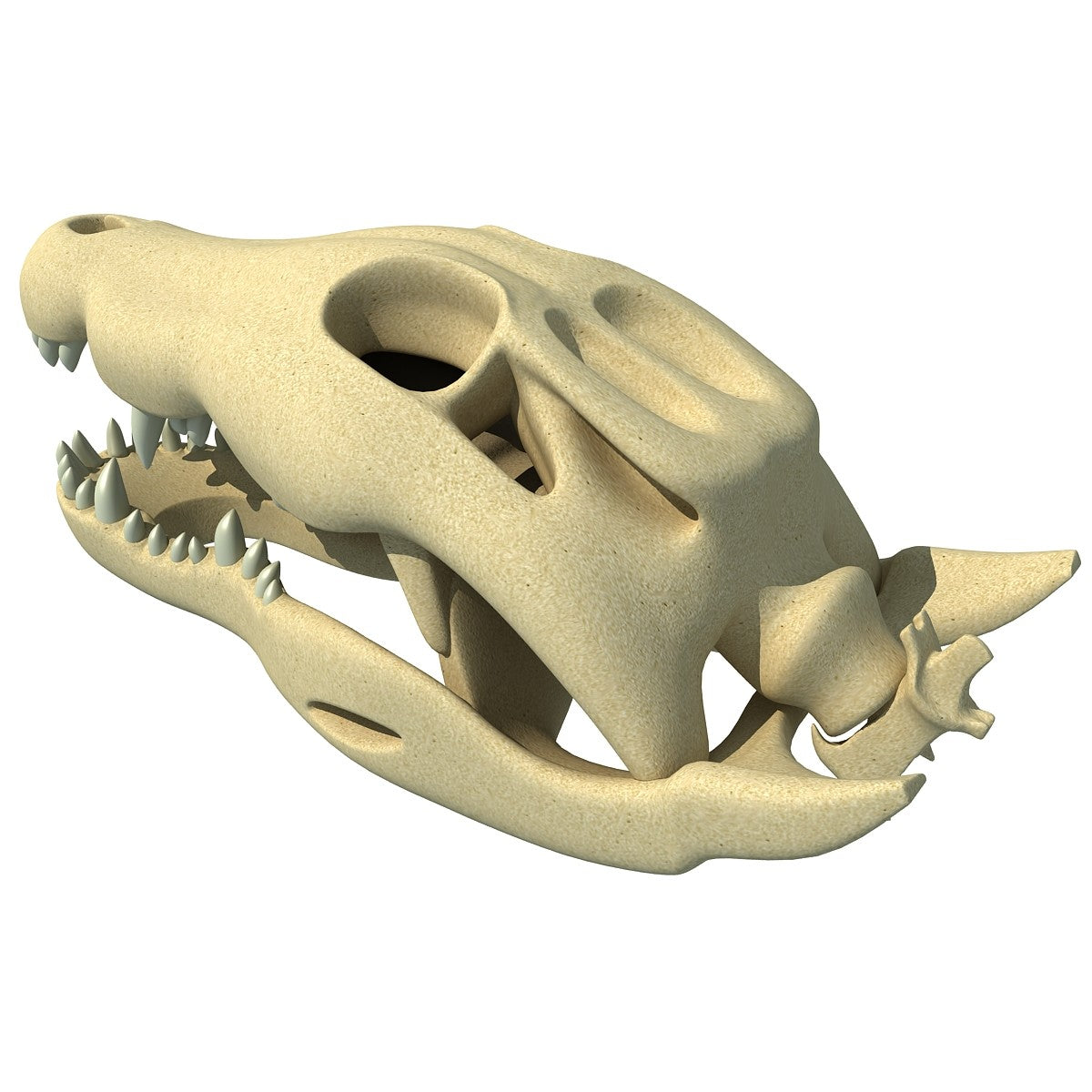 Crocodile Skull