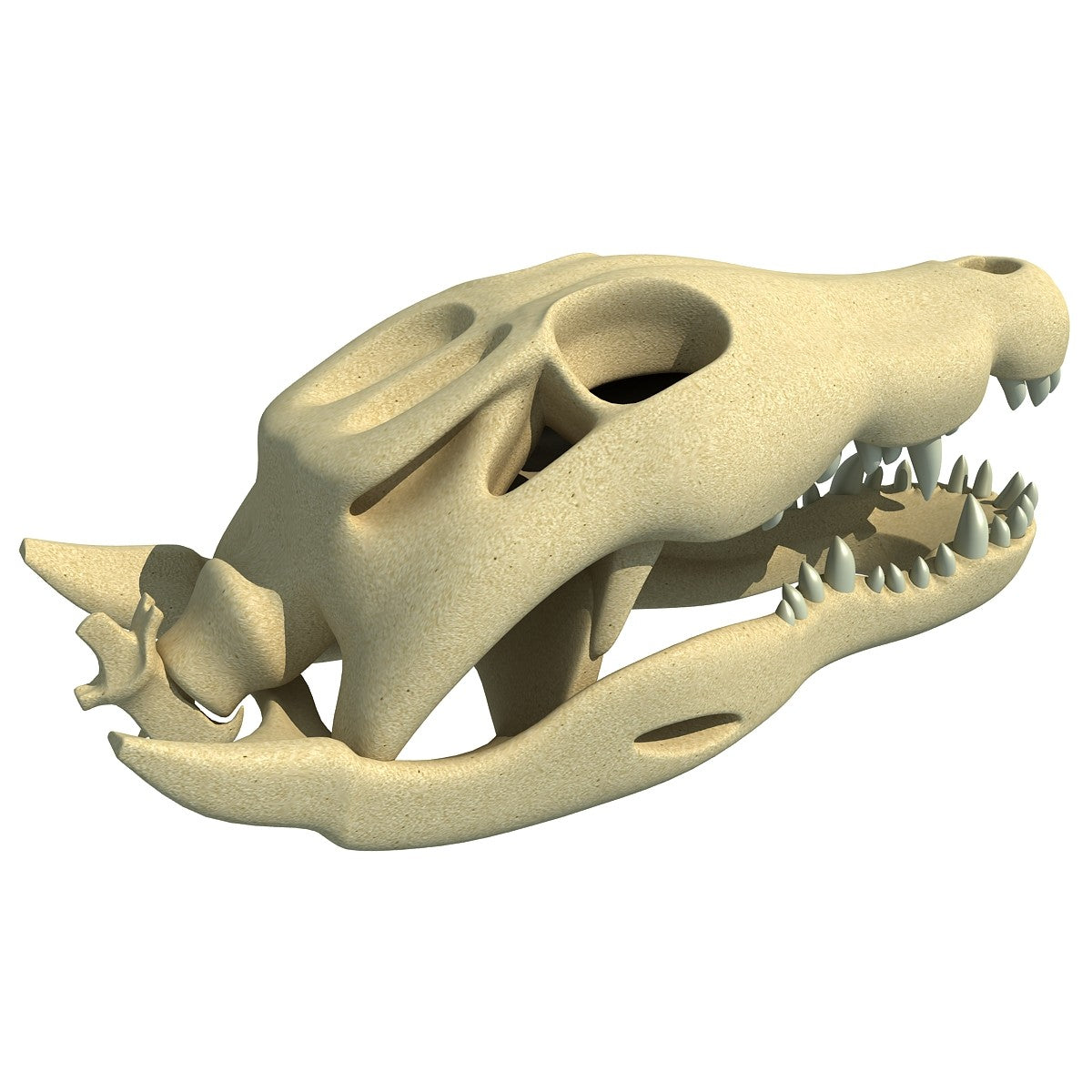 Crocodile Skull