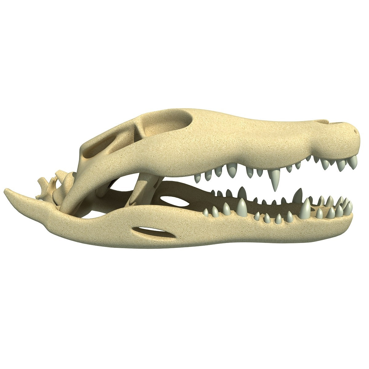 Crocodile Skull