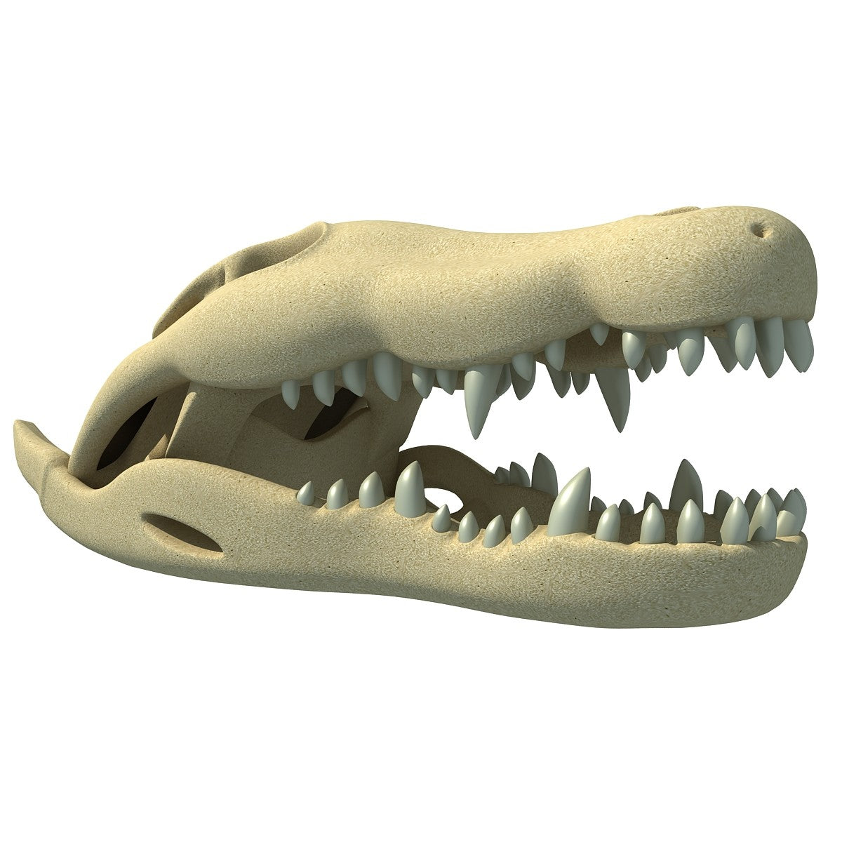 Crocodile Skull