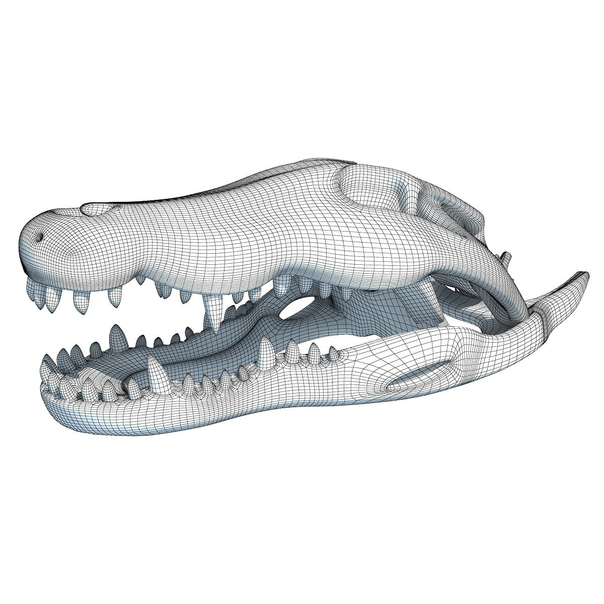 Crocodile Skull