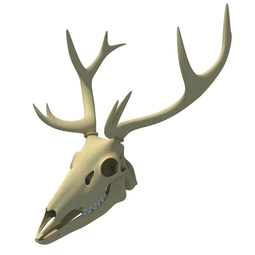 Deer Skull